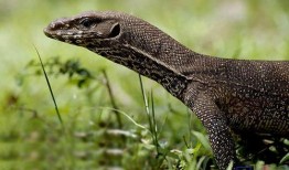 印度巨蜥爆料视频最新版,揭秘神秘生物的生存奥秘